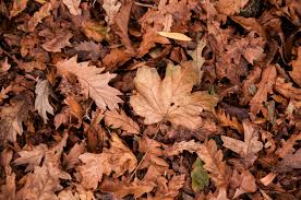 Dry Leaves